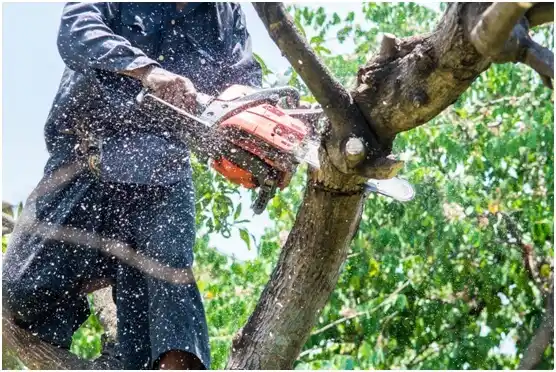 tree services Río Blanco